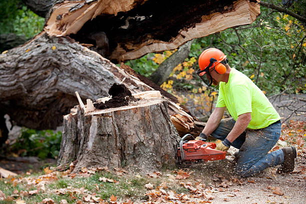How Our Tree Care Process Works  in  Minden, NE